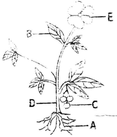 plant parts