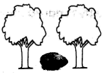 trees eng