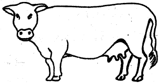 cow set1