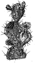 Diagram representing certain plant