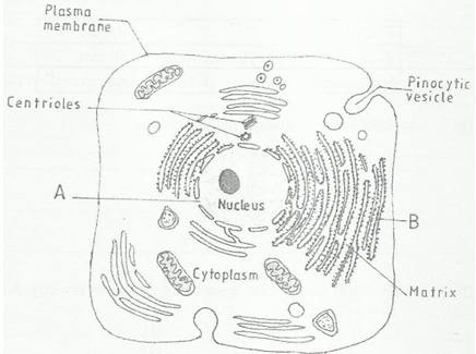 Figure showing generalized animal cell