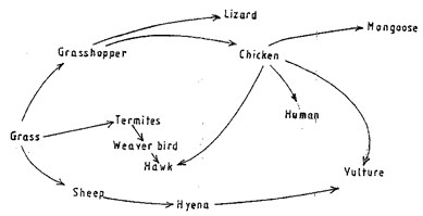 Food web in certain ecosystem