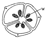 Picture of transverse section of flower ovary