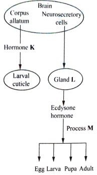 diagram on effects of hormones on insects