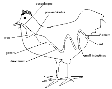 digestion system of poultry