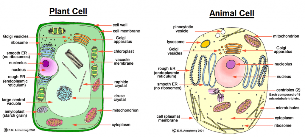 Comparison between Plant Cells and Animal Cells - Form 1 ...