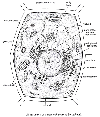 The Cell Form 1 Biology Notes