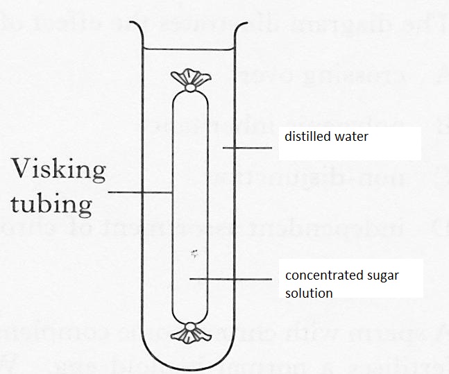 in the visking tubing experiment what does the water represent