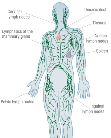 lymphatic system 1