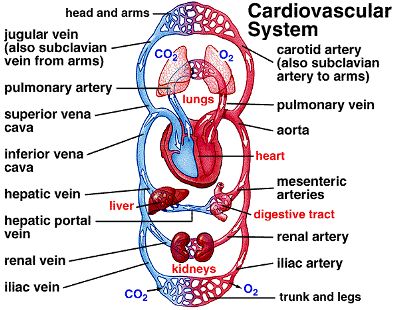 mammalian circulatory system