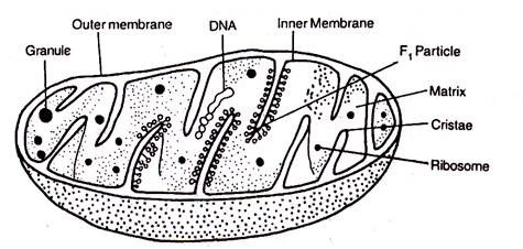 structure of mitochondrion