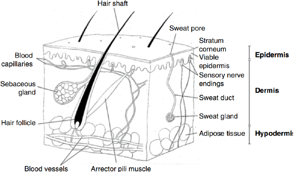 structure of the human skin