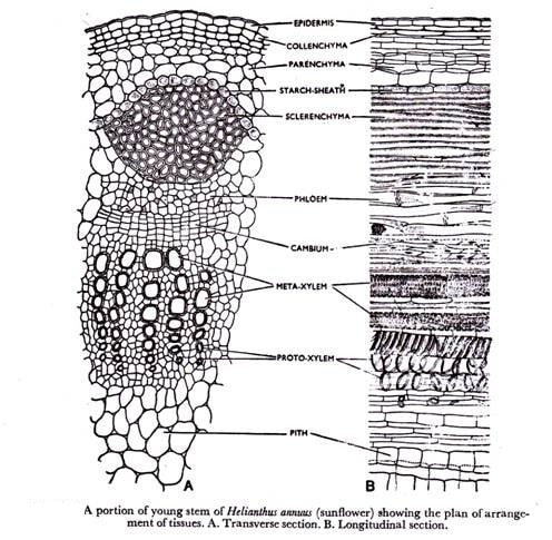 structure of the stem