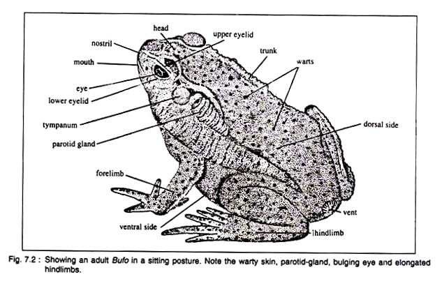 parts of a toad