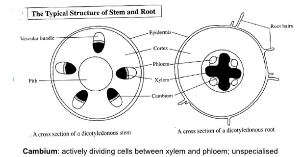 dicot stem and root