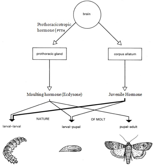 role of hormones in insects