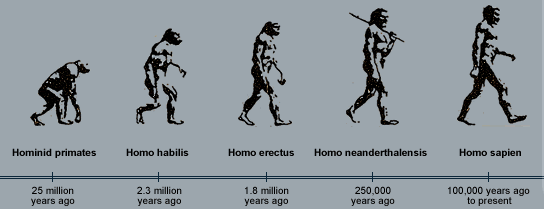 4 Types Of Evolution