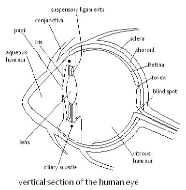 vertical section of human eye