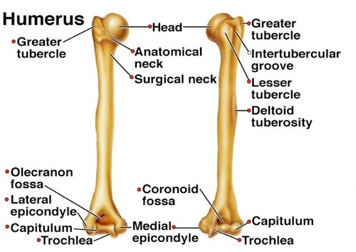 Humerus with label