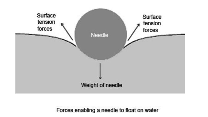 surface tension needle floating on water
