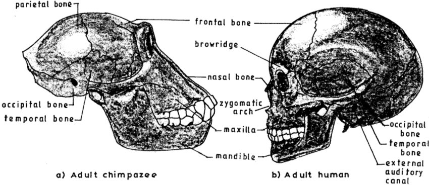 adult chimpanzee vs human skulls