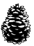 female cone kcse 10