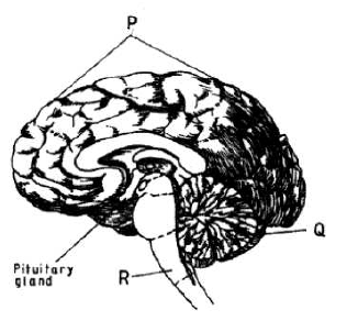 human brain kcse 11