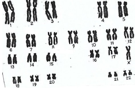 chromosomes arrangem in somatic cells