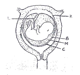 developing feoetus