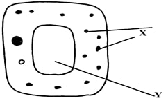 representation of a cell
