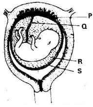 reproduction foetus